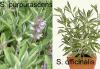 Sage Garden-Salvia-officinalis and Purple-Salvia-purpurascens